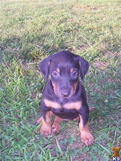 Doberman Puppies