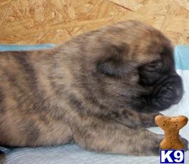 Akc English Mastiff puppies