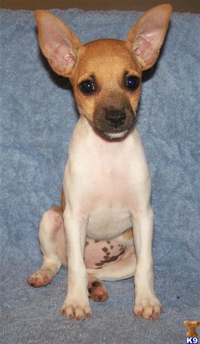 Rat Terrier Dixie