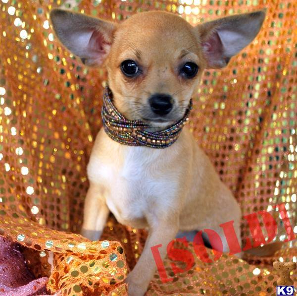 ~~~LALA~~~ SMALL FEMALE~ 4.5 LBS. FULLY GROWN~~BEAUTIFUL AND SO SWEET