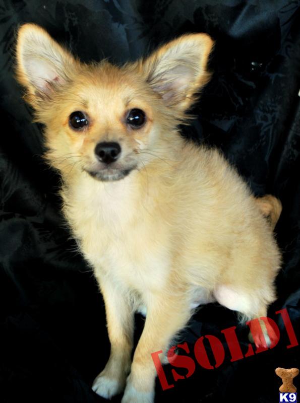 ~MONET~HANDSOME LONG COAT~ WT. 3.4 LBS~~REDUCED~NEEDS NEW HOME