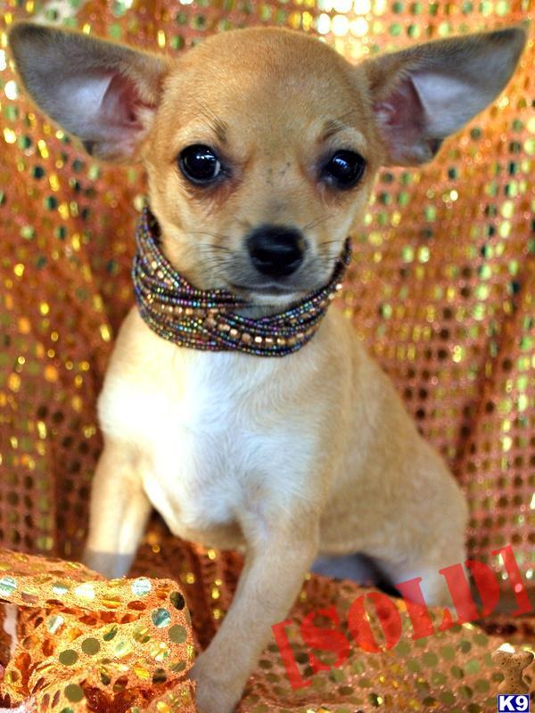 LALA IS 6 1/2 MO.~ 4.5 POUNDS~ GROWN~BEAUTIFUL AND SO SWEET