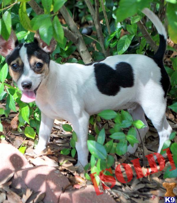 PEPE 6 1/2 MONTH, 5LBS~ FULLY GROWN~~REDUCED~~NEEDS HIS NEW HOME