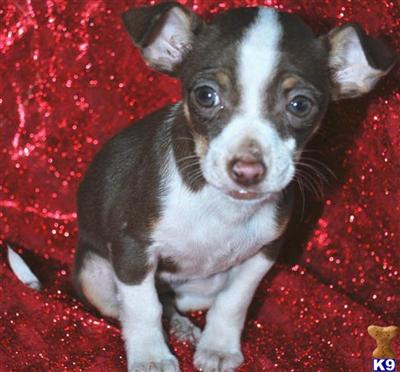 BEAUTIFUL LITTLE MACY