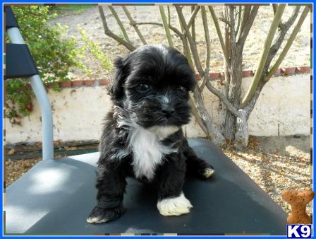 Miniature+shih+tzu+puppies+for+sale+uk