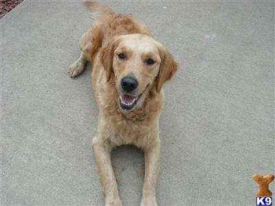 Snow Creek Goldens