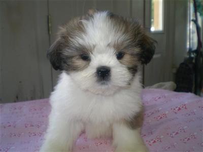 Lhasa Apso Puppy for Sale