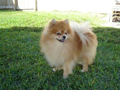 AKC pomeranian puppies