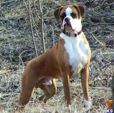 Mystic Mountain Bruiser