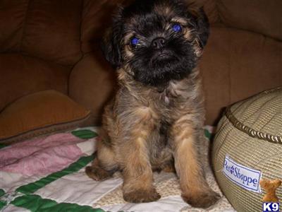 AKC BUSTER BROWN