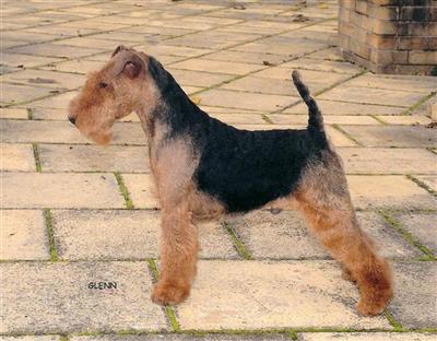 Welsh Terrier Puppies