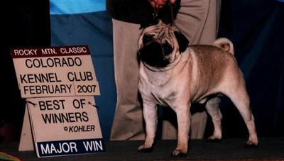 Ch Bre-Z Golden Nugget