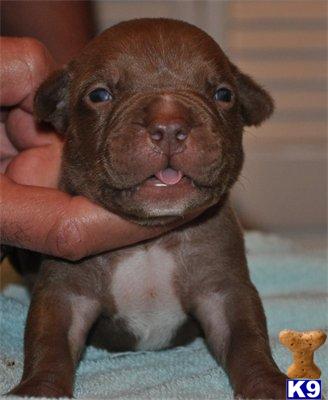 UKC/ADBA CHOCOLATE PITBULL PUPPIES