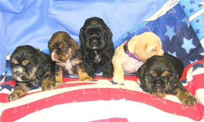 AKC COCKER SPANIAL PUPPY