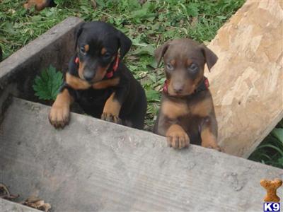 Doberman Pups For Sale-only 6 left