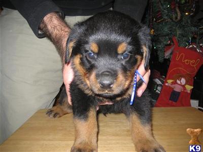 Rottweiler Puppies