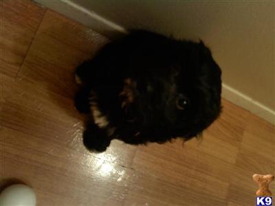Cockapoo needs a new and fun loving family
