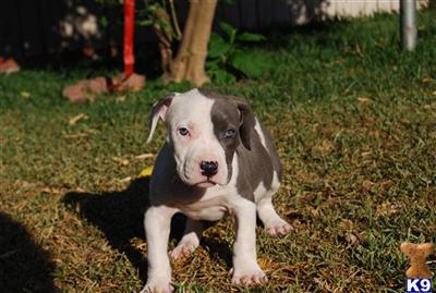 BLUE PUPS READY TO GO 