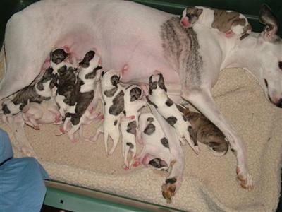 AKC Ch. Sire/Dam Puppies