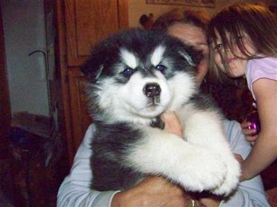 AKC Giant Alaskan Malamute puppies