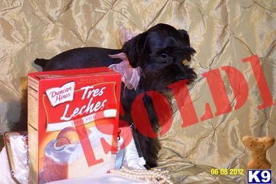 AKC Teacup / tiny tiny Toy Black Supercoat Schnauzer Female