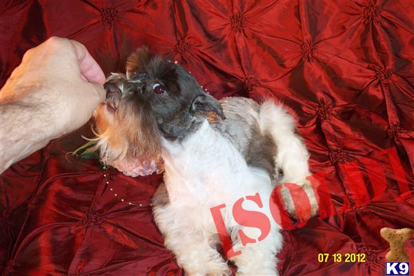 Teacup Liver Parti Megacoat Female