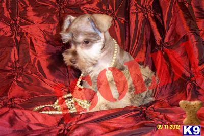 Female Miniature Schnauzer Liver Pepper PRA A free sire