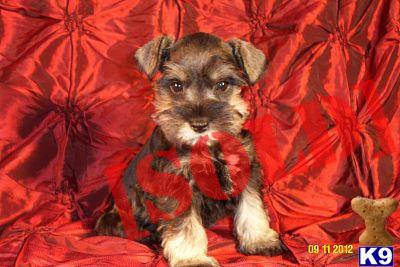 PENDING Small Salt  Pepper Toy Schnauzer PRA A free sire - Jessy