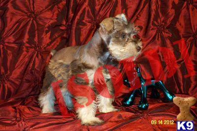 Stunning Light chocolate male - 