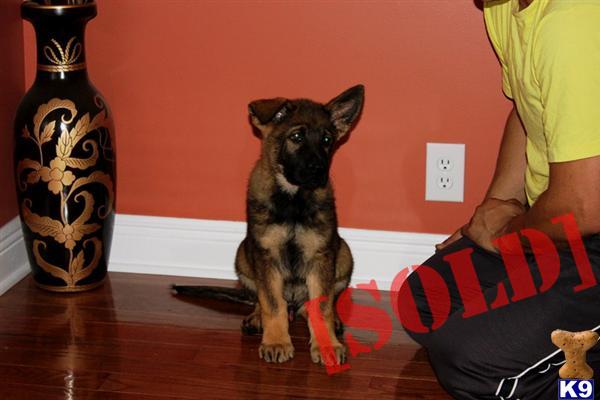 Pure DDR German Shepherd Puppy
