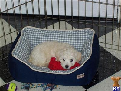 schnoodles oodles of curls