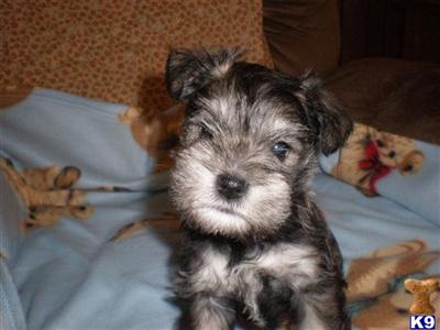 schnauzer puppies