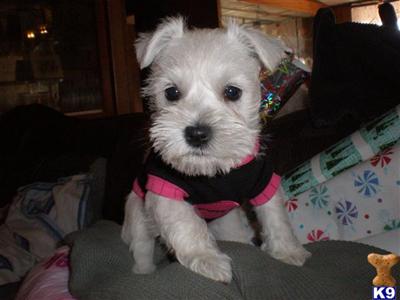 AKC black female and male schnauzers 
