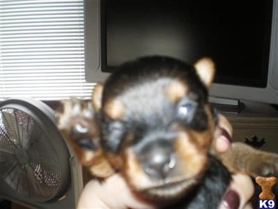 AKC YORKSHIRE TERRIERSALL ARE SOLD