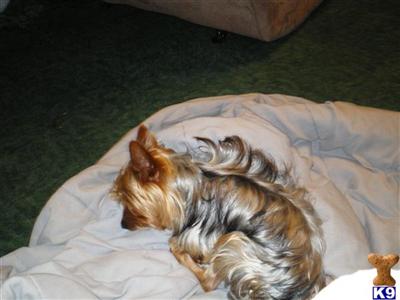 MAXWELL VEGAS MILLER  AKA  MAX