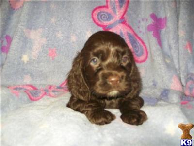 Cocker Spaniel Puppy For Sale