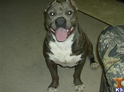 dozer