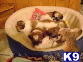 Shih Tzu male puppy