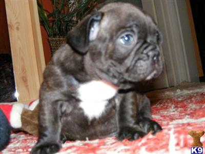 Rare Chocolate French bulldog puppy