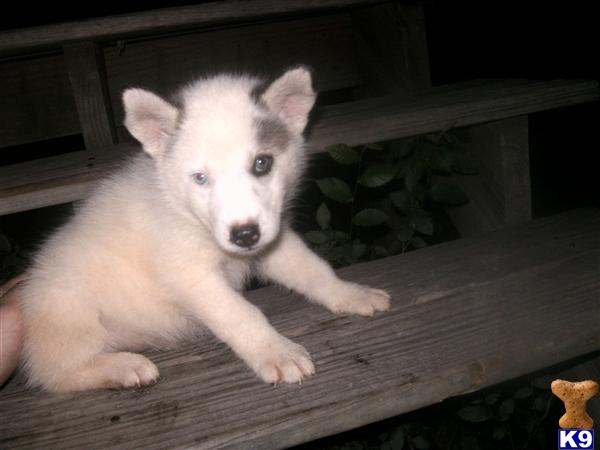 siberian husky wolf hybrid husky wolf mix. siberian husky wolf hybrid