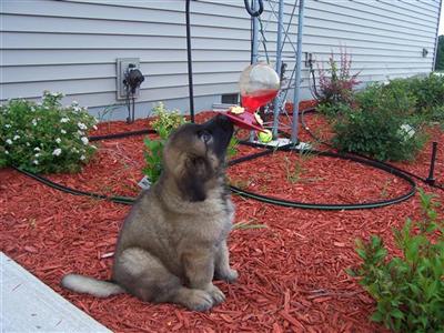 Serenity Leonbergers