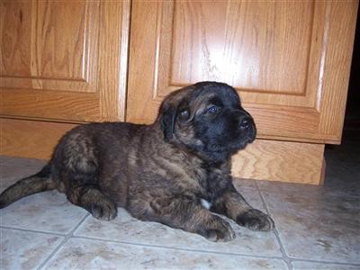 Serenity Leonbergers