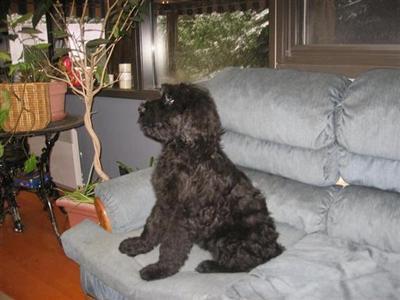 black russian terreir puppies for a sale