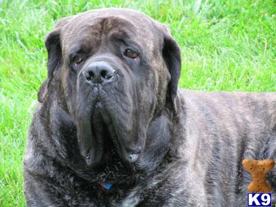 Old English Giant Mastiff