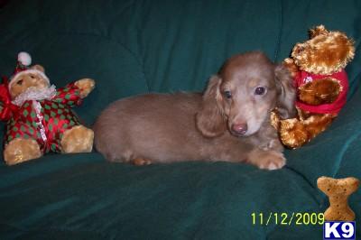 Tucker