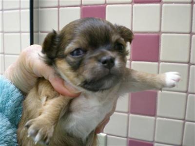 LONG HAIR CHIHUAHUA SHOW POTENTIAL FEMALE