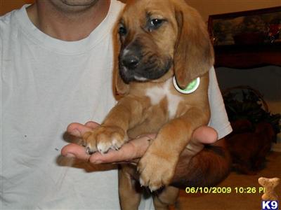 AKC Bloodhound Puppies $600 www.geddrybloodhounds.com