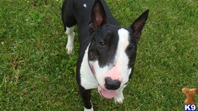 Bull Terrier stud prospect