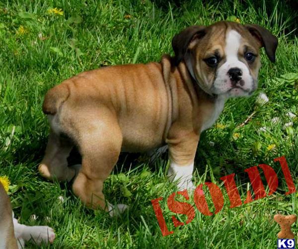 olde bulldog puppies for sale bulldog puppies for sale bed mattress sale olde bulldog puppies for sale bulldog puppies for sale bed mattress sale