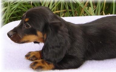 Black/tan long hair mini female